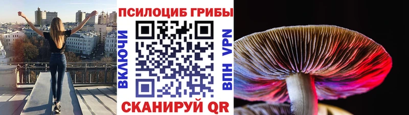 Купить закладки  Петровск-Забайкальский  Псилоцибиновые грибы мухоморы 